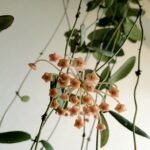 Hoya